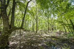 Tract 7 County Road 4221, Frankston, TX 75763 - Photo 13