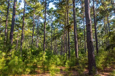 Tract 7 County Road 4221, Frankston, TX 75763 - Photo 7