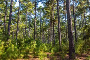 Tract 7 County Road 4221, Frankston, TX 75763 - Photo 7