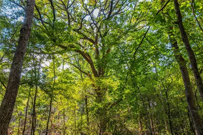 Tract 7 County Road 4221, Frankston, TX 75763 - Photo 5