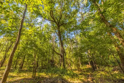 Tract 8 County Road 4221, Frankston, TX 75763 - Photo 13