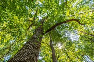 Tract 8 County Road 4221, Frankston, TX 75763 - Photo 11