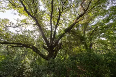 Tract 8 County Road 4221, Frankston, TX 75763 - Photo 3