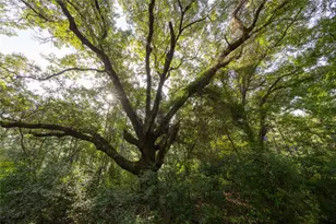 Tract 8 County Road 4221, Frankston, TX 75763 - Photo 3