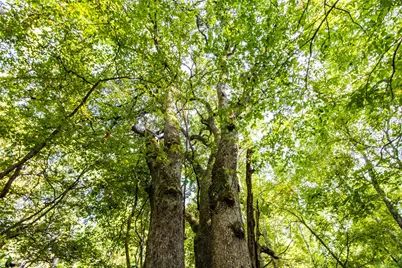 Tract 10 County Road 4222, Frankston, TX 75763 - Photo 15