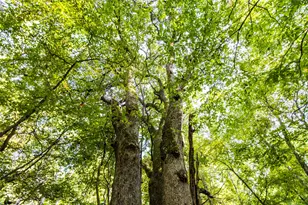 Tract 10 County Road 4222, Frankston, TX 75763 - Photo 15