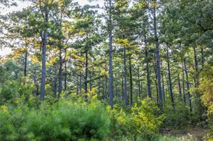 Tract 11 County Road 4222, Frankston, TX 75763 - Photo 15