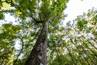 Tract 11 County Road 4222, Frankston, TX 75763 - Photo 7