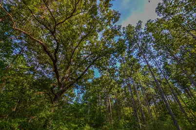 Tract 13 County Road 4224, Frankston, TX 75763 - Photo 13