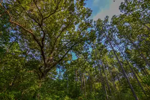 Tract 13 County Road 4224, Frankston, TX 75763 - Photo 13