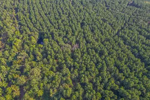 Tract 18 County Road 4224, Frankston, TX 75763 - Photo 3