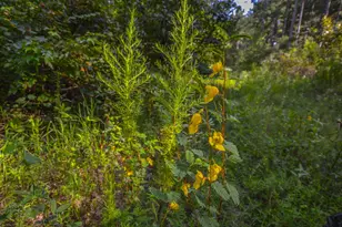 Tract 19 County Road 4224, Frankston, TX 75763 - Photo 7