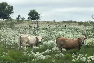 6096 Abner Rd, Terrell, TX 75161 - Photo 1