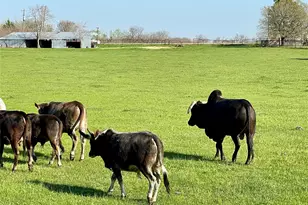7984 Co Rd 2582, Royse City, TX 75189 - Photo 7