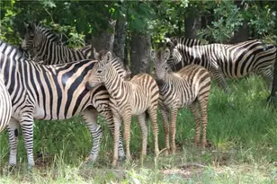 9042 Safari Bluff, LaRue, TX 75770 - Photo 33