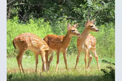 100 Fairway Drive, Nocona, TX 76255 - Photo 29