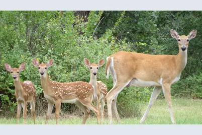 222 Rivercrest Drive, Nocona, TX 76255 - Photo 37