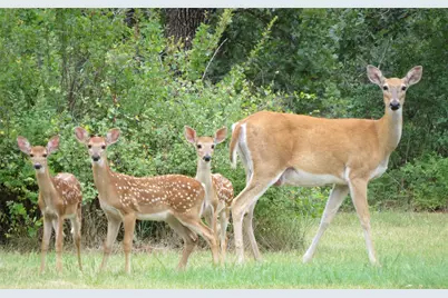 188 Nocona Drive, Nocona, TX 76255 - Photo 13