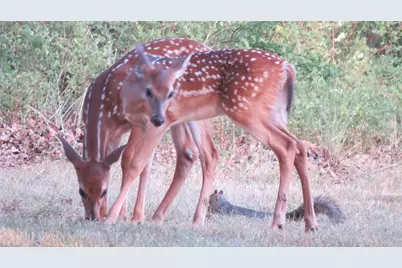 121 Mescalero Trail, Nocona, TX 76255 - Photo 23