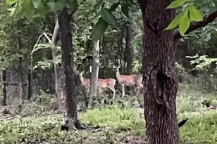 3626 Oak Dr, Weatherford, TX 76088 - Photo 3