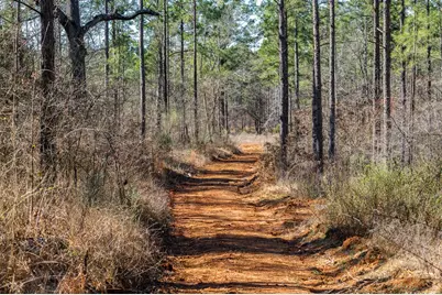 Tbd State Highway 64, Ben Wheeler, TX 75754 - Photo 3