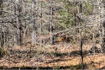 Tbd State Highway 64, Ben Wheeler, TX 75754 - Photo 19