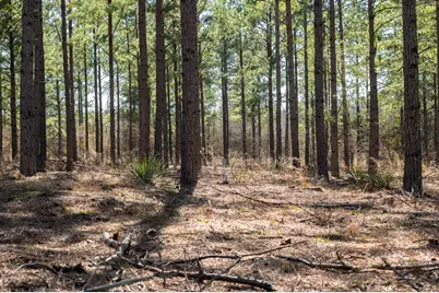 Tbd State Highway 64, Ben Wheeler, TX 75754 - Photo 11