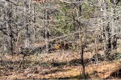 Tbd State Highway 64, Ben Wheeler, TX 75754 - Photo 17