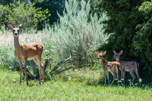 504 Doe Ln, Possum Kingdom Lake, TX 76450 - Photo 9