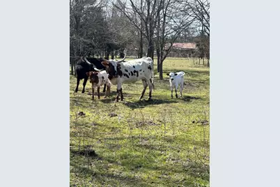 379 Fm 80 S, Teague, TX 75860 - Photo 11