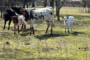 379 Fm 80 S, Teague, TX 75860 - Photo 11