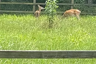 18062 Nelson Loop, Streetman, TX 75859 - Photo 33