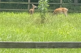 18062 Nelson Loop, Streetman, TX 75859 - Photo 29