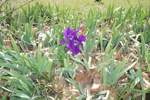 307 NE 5th St, Hubbard, TX 76648 - Photo 5