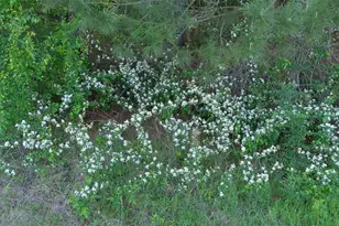 4377 Fm 753, Athens, TX 75751 - Photo 39