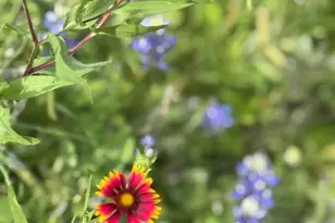 711 Pearl Cove, Oak Point, TX 75068 - Photo 35