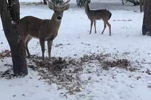 185 East St, Buffalo Gap, TX 79508 - Photo 33
