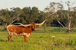 1633 Scenic Dr, Graford, TX 76449 - Photo 37