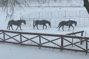 783 Co Rd 4420, Whitewright, TX 75491 - Photo 39