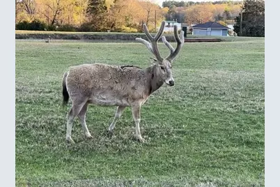 9122 Safari Bluff, LaRue, TX 75770 - Photo 11