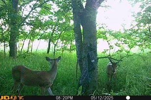 131 Dugan Chapel Rd Rd, Bells, TX 75414 - Photo 1