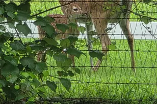 9801 Bellechase Rd, Granbury, TX 76049 - Photo 3