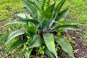 2000 Homestead Dr, Mesquite, TX 75181 - Photo 37