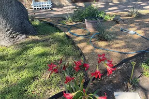 322 Willow Wood St, Murphy, TX 75094 - Photo 29