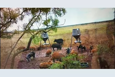 Tbd 40+/- Acres County Road 194, Ovalo, TX 79541 - Photo 13