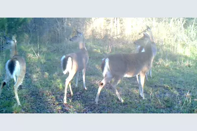 3324-A County Road 3206, Dawson, TX 76639 - Photo 5