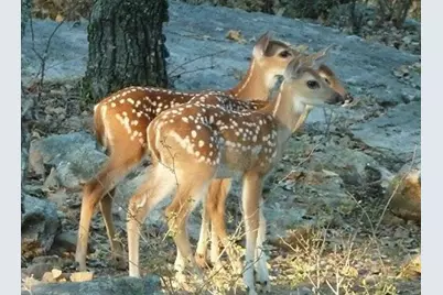 Lot 457 Lakeside Drive, Bowie, TX 76230 - Photo 11