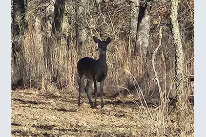 138 Cheyenne Drive, Nocona, TX 76255 - Photo 17