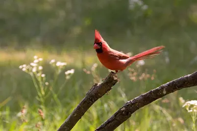 411 Mountain View Court, Sunset, TX 76270 - Photo 19