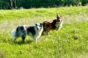 3485 Stonewall Rd, Wylie, TX 75098 - Photo 31